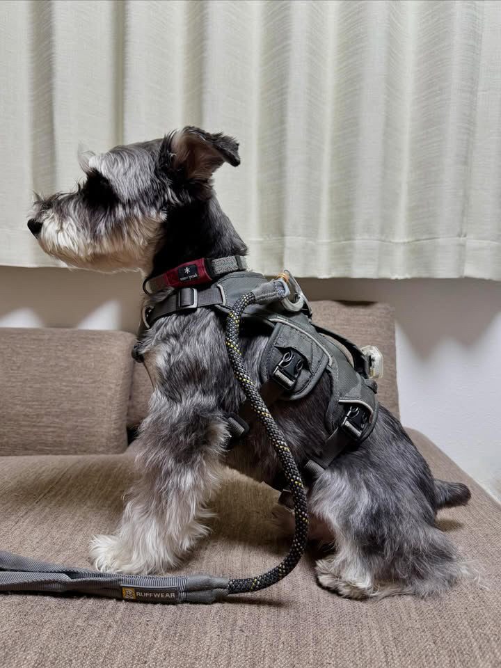 8.6kg 男の子 六太(むった)くん | ミニチュアシュナウザー🐶ウェブマスターハーネス