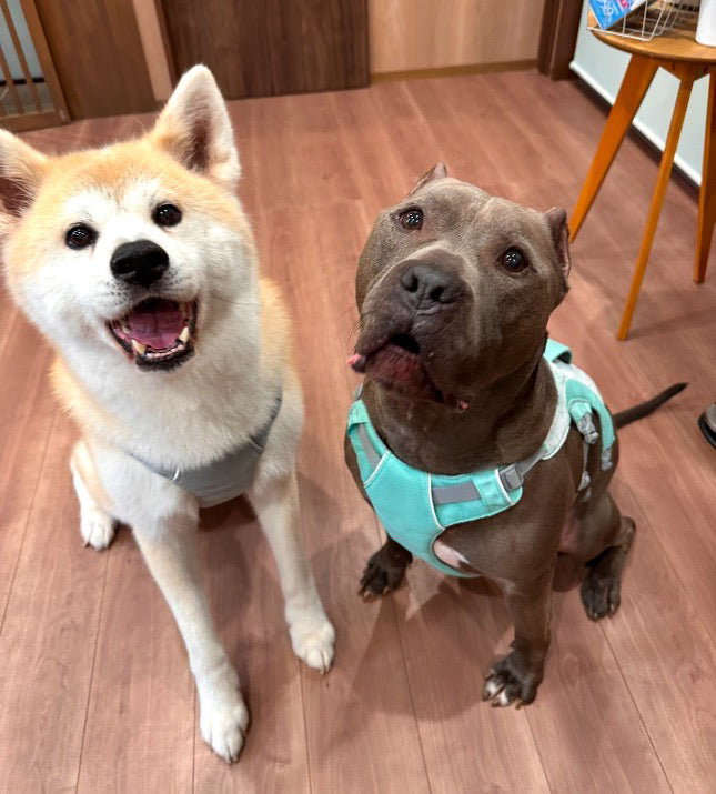 34.0kg 男の子 メグくん | ピットブル🐶スワンプクーラードッグハーネス