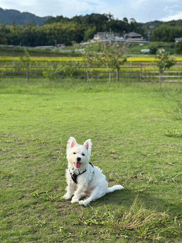8.0kg 男の子 くまたろうくん | ウエストハイランドホワイトテリア🐶ハイ＆ライトハーネス
