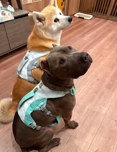 26.0kg 女の子 くりちゃん | 秋田犬🐶スワンプクーラードッグハーネス
