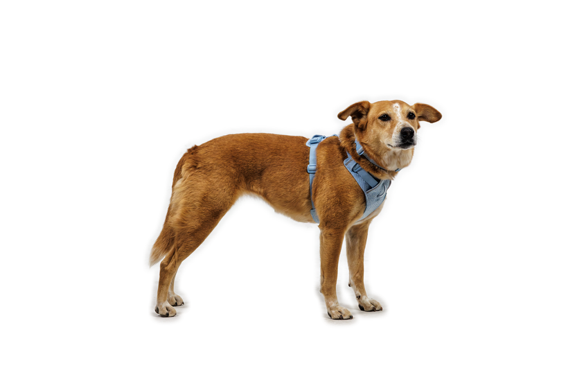フロントレンジフレックスハーネス | Ruffwear JAPAN フロントレンジフレックスハーネス | Ruffwear JAPAN