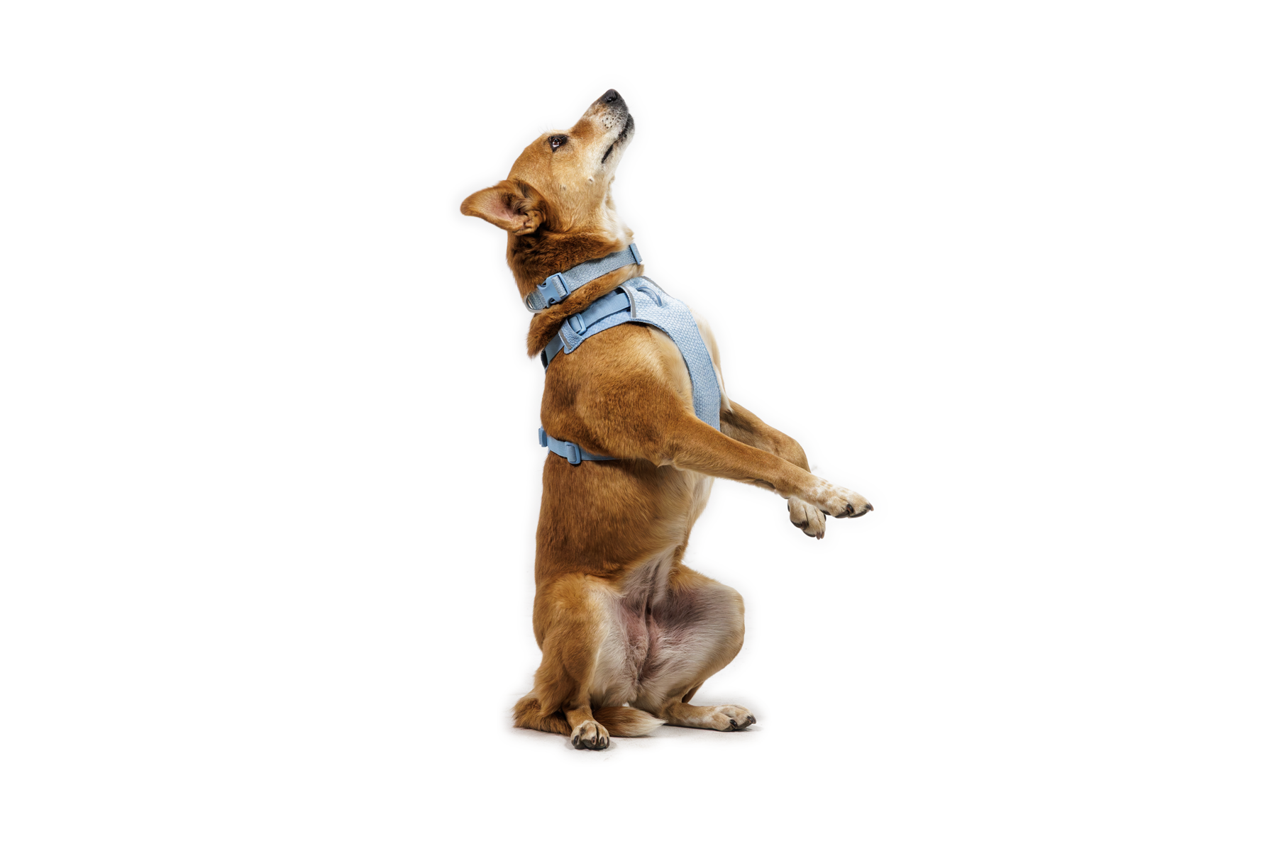 フロントレンジフレックスハーネス | Ruffwear JAPAN