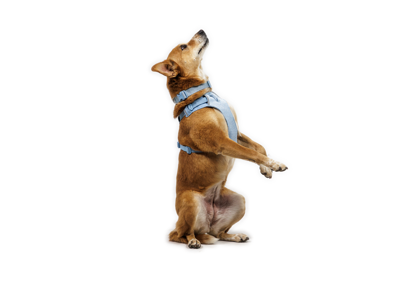 フロントレンジフレックスハーネス | Ruffwear JAPAN フロントレンジフレックスハーネス | Ruffwear JAPAN