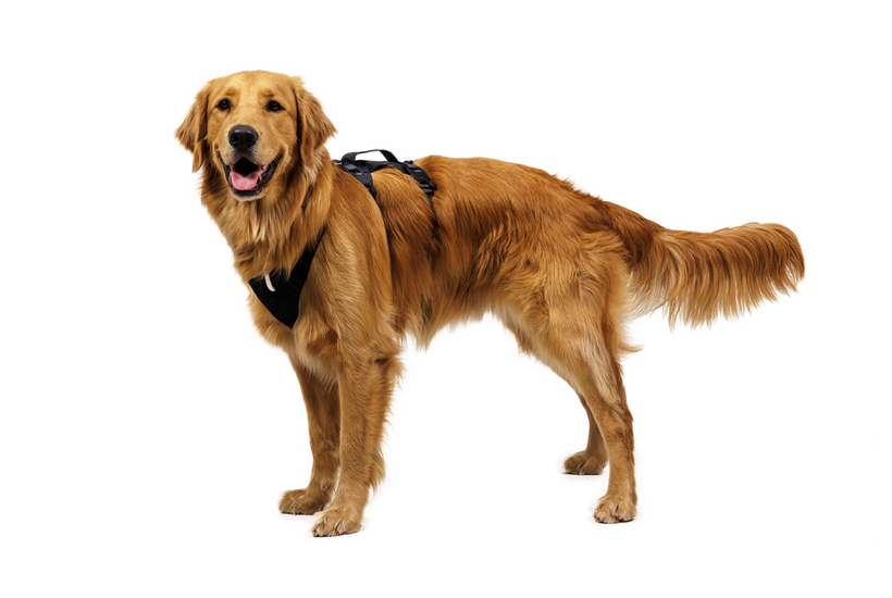 リッジラインハーネス | Ruffwear JAPAN