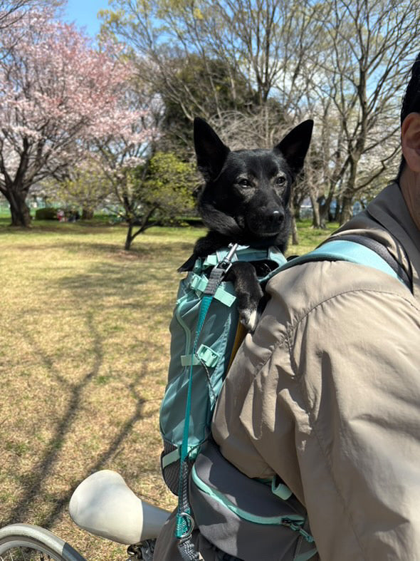 こぐま