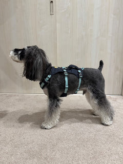 9.0kg 男の子 ジジくん | ミニチュア シュナウザー🐶フラッグラインハーネス