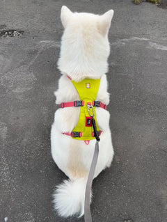 43.0kg 男の子 柊くん | 秋田犬🐶フラッグラインハーネス