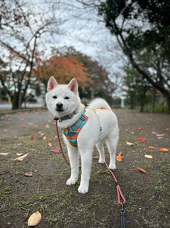 白太郎