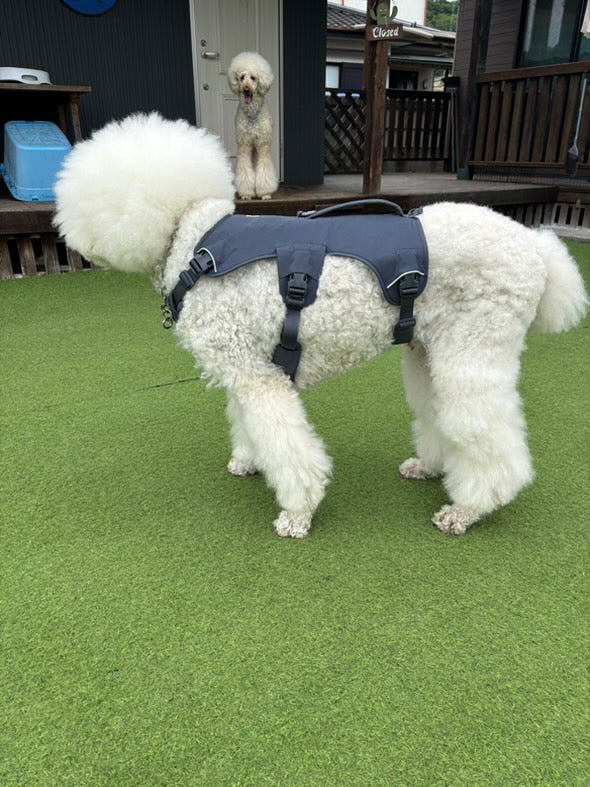 27kg 男の子 ロワくん|スタンダードプードル🐶ウェブマスターハーネス
