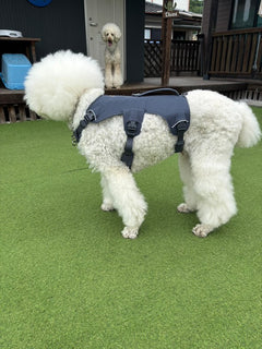 27kg 男の子 ロワくん|スタンダードプードル🐶ウェブマスターハーネス