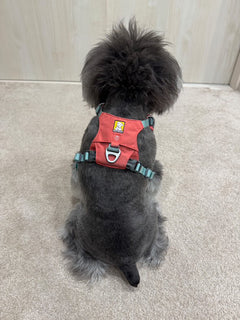6.5kg 女の子 ラナちゃん | ミニチュア シュナウザー🐶ハイ＆ライトハーネス