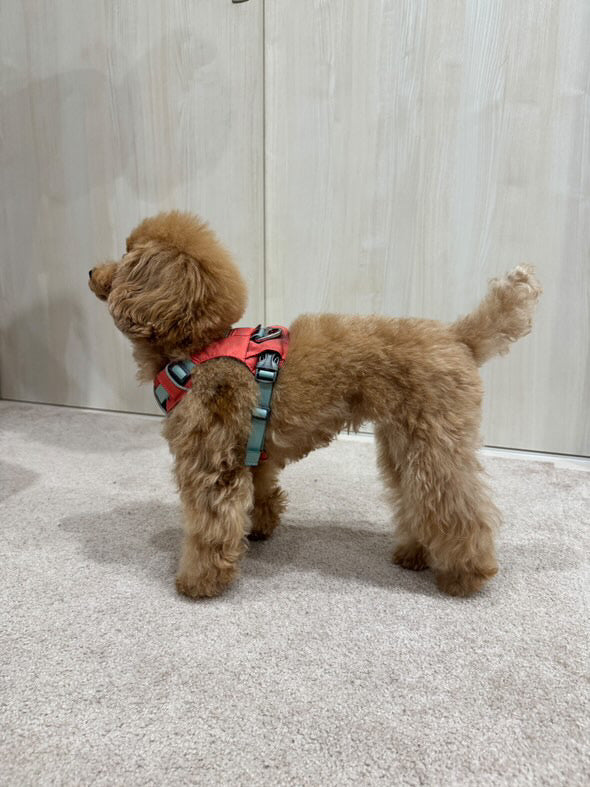3.0kg 女の子 むぎちゃん | トイプードル🐶ハイ＆ライトハーネス