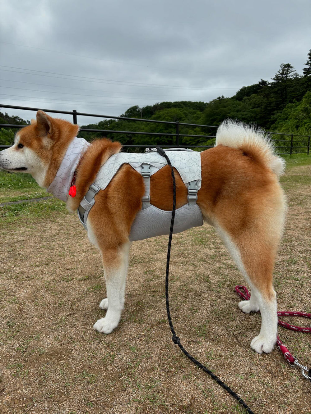 28.0kg 男の子 げんきくん | 秋田犬🐶スワンプクーラードッグハーネス