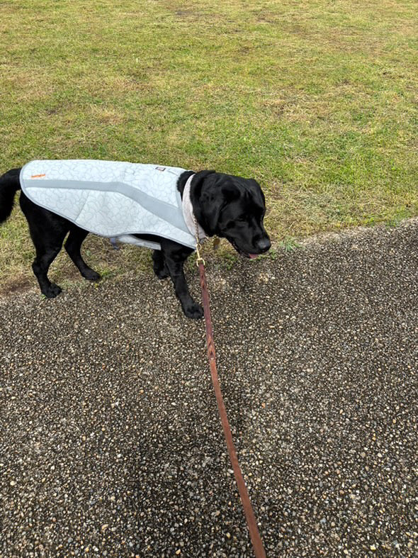 34.0kg 男の子 lightくん | ラブラドールレトリバー🐶スワンプクーラーベスト