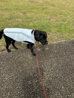 34.0kg 男の子 lightくん | ラブラドールレトリバー🐶スワンプクーラーベスト