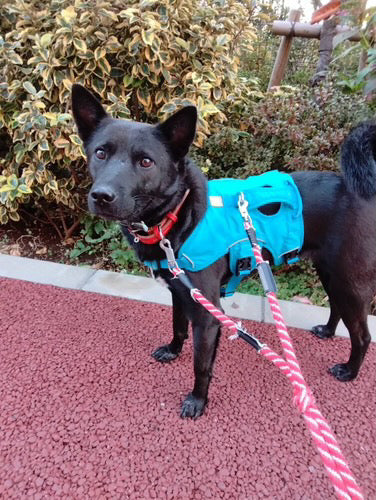 10kg 男の子 ロイくん |ミックス🐶ウェブマスターハーネス
