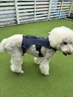 27kg 男の子 ロワくん|スタンダードプードル🐶ウェブマスターハーネス