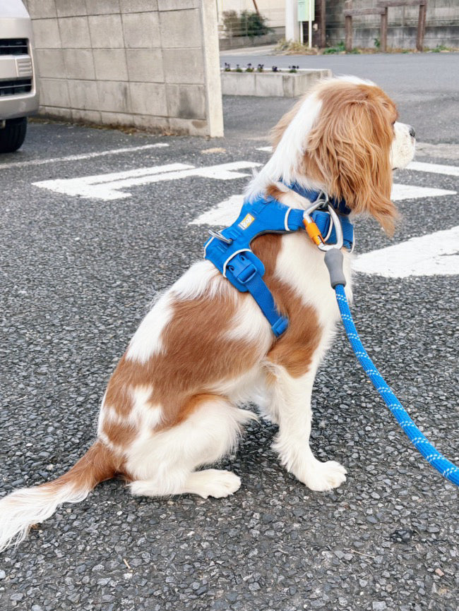 フロントレンジハーネス　ラフウェア　XXS フロントレンジハーネス | Ruffwear JAPAN