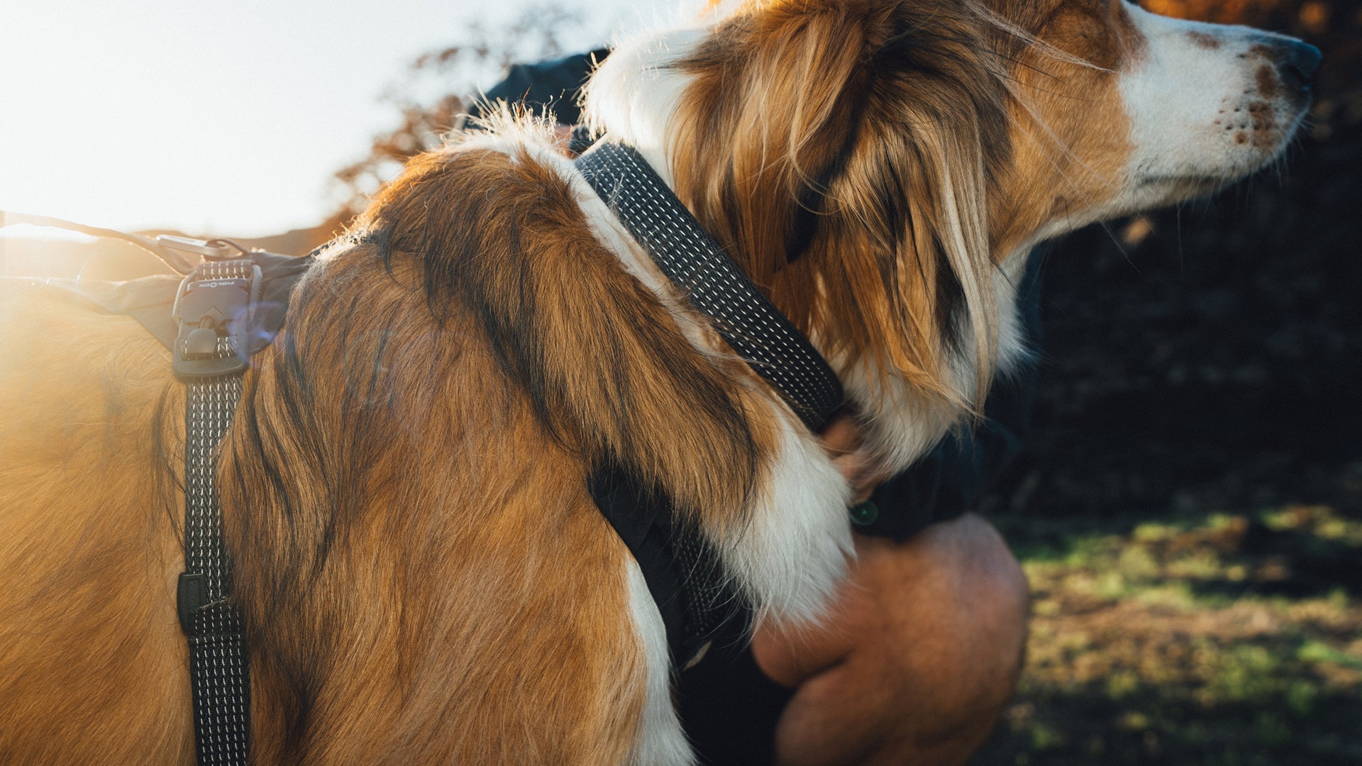 リッジラインカラー | Ruffwear JAPAN