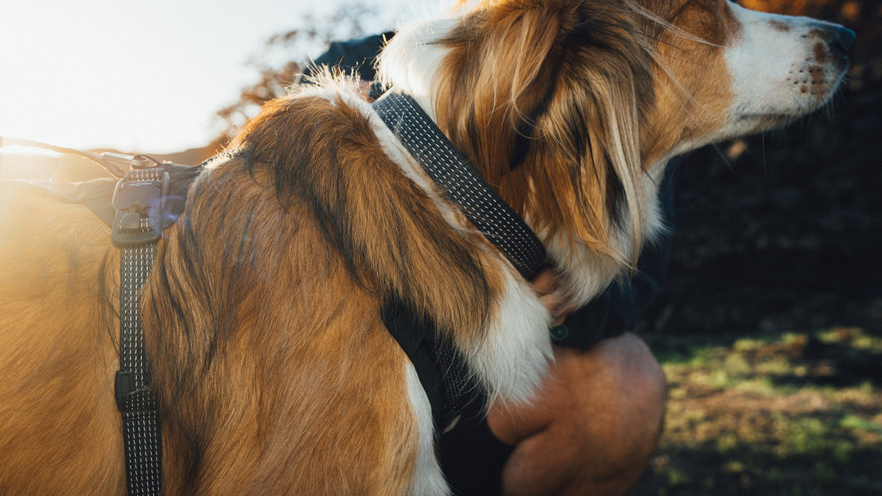 反射性ウェビング