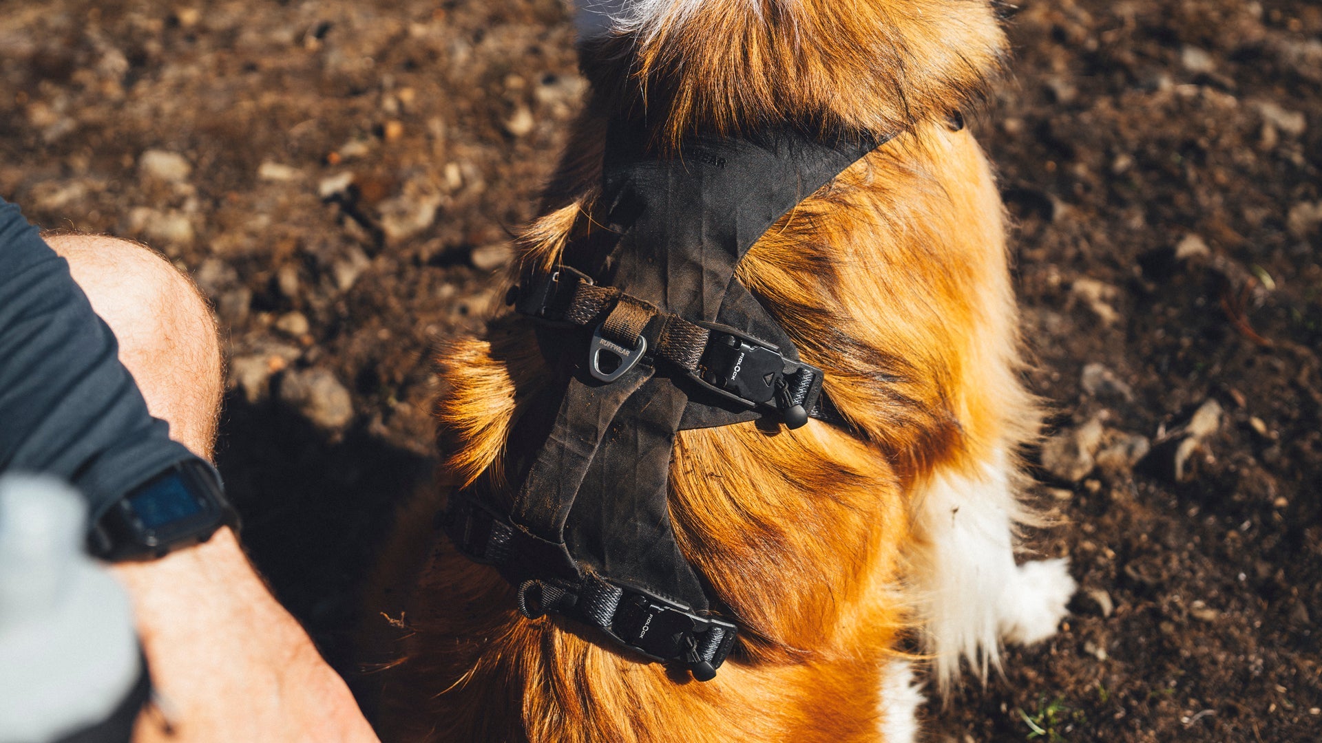リッジラインハーネス | Ruffwear JAPAN
