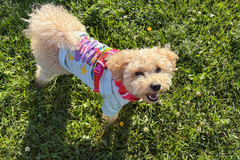 7.5kg 女の子 Rikoちゃん | シュナプー🐶フロントレンジフレックス（ハーネス、リーシュ）