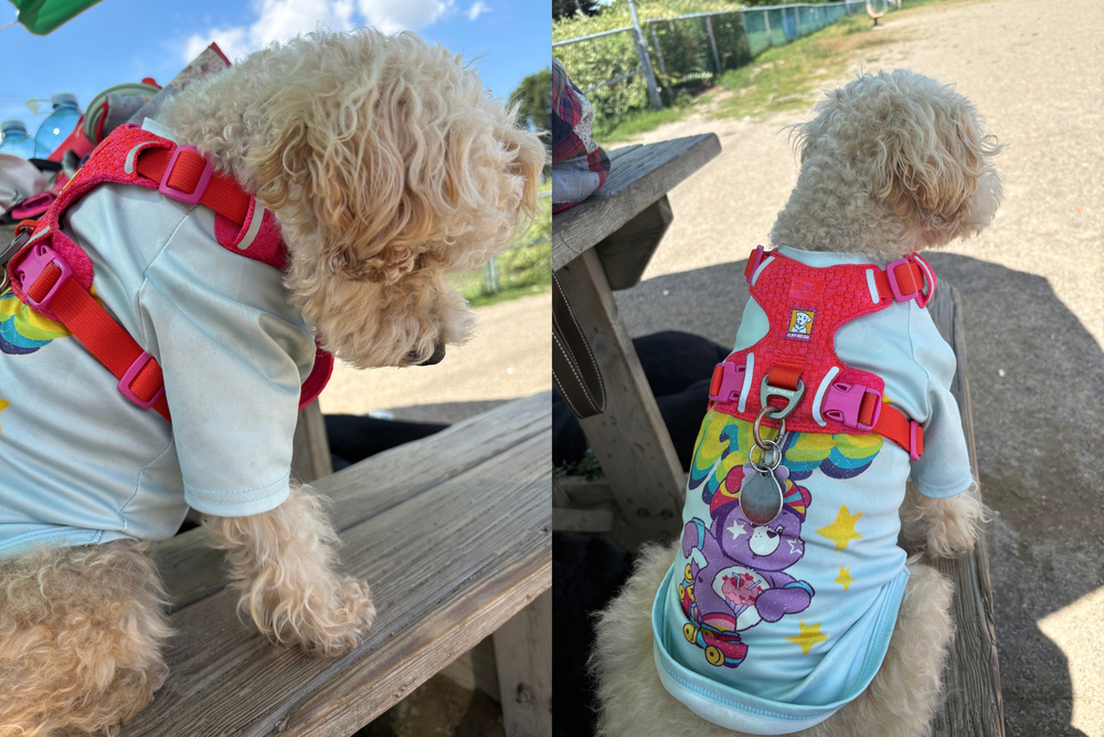 7.5kg 女の子 Rikoちゃん | シュナプー🐶フロントレンジフレックス（ハーネス、リーシュ）