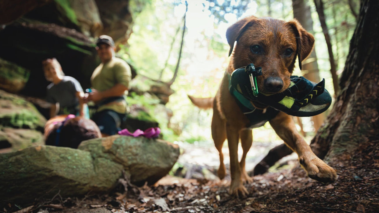 Dog picks up climbing shoe and walks across dirt.