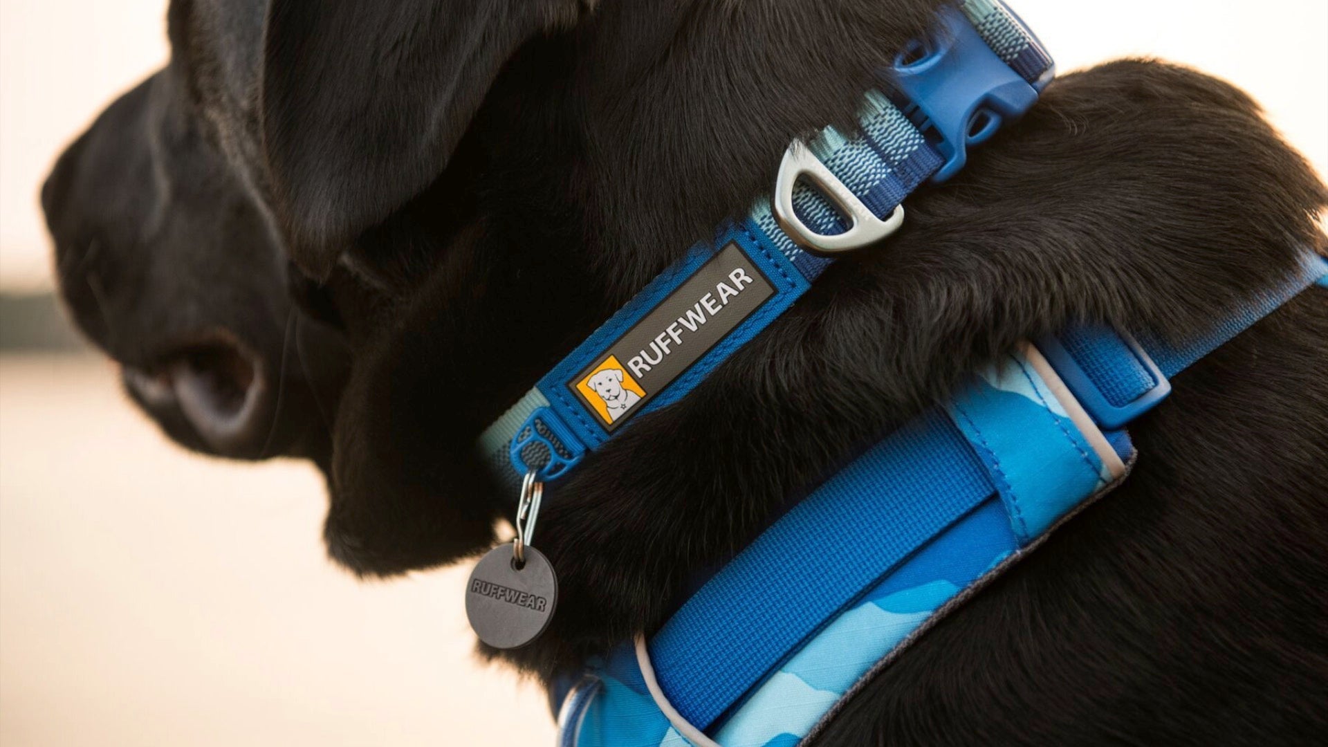 フロントレンジカラー | Ruffwear JAPAN
