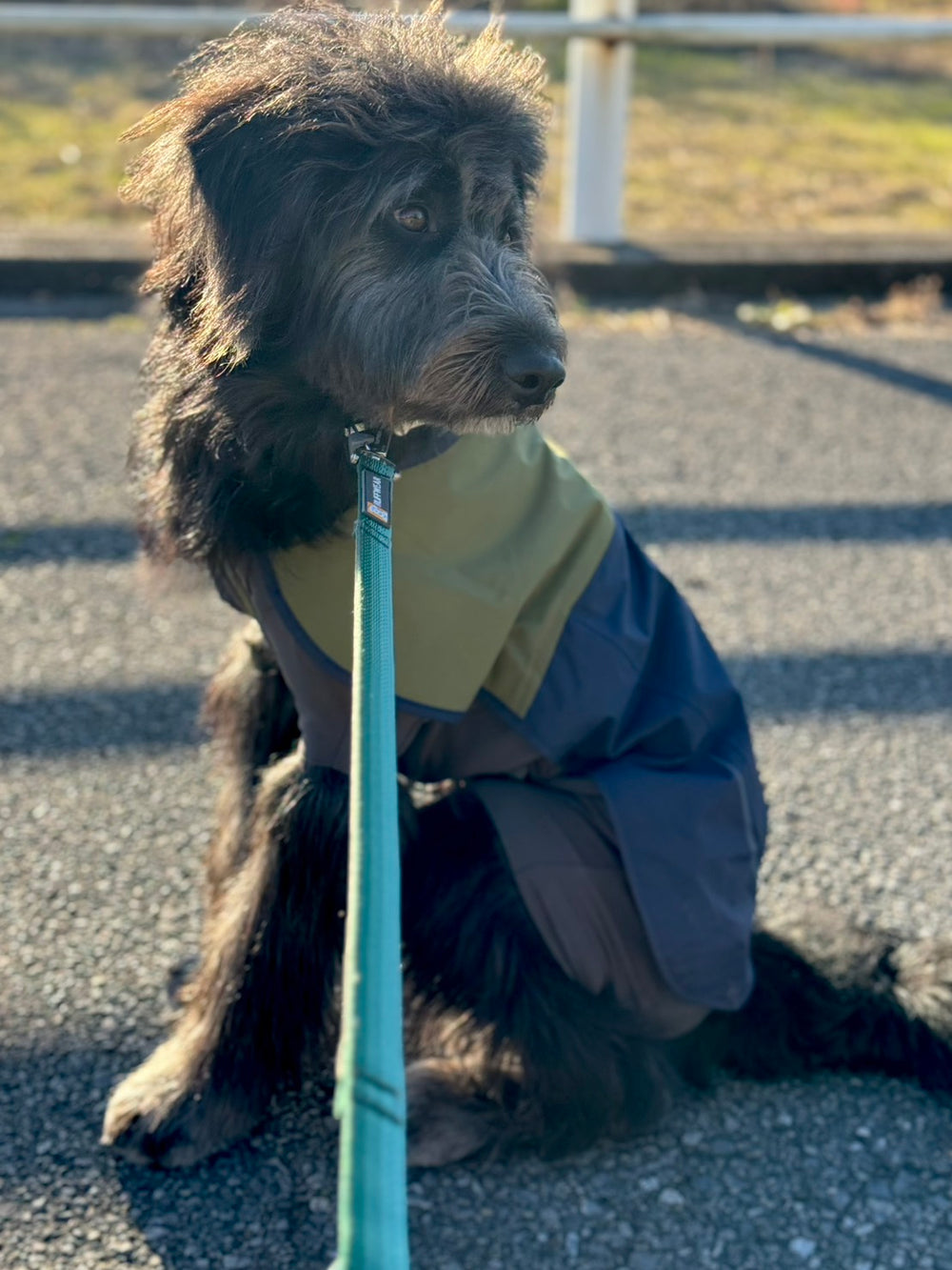 【着用レビュー】8ヶ月、18kgのミックス🐶アポロちゃん🦴サンシャワーカバーオール