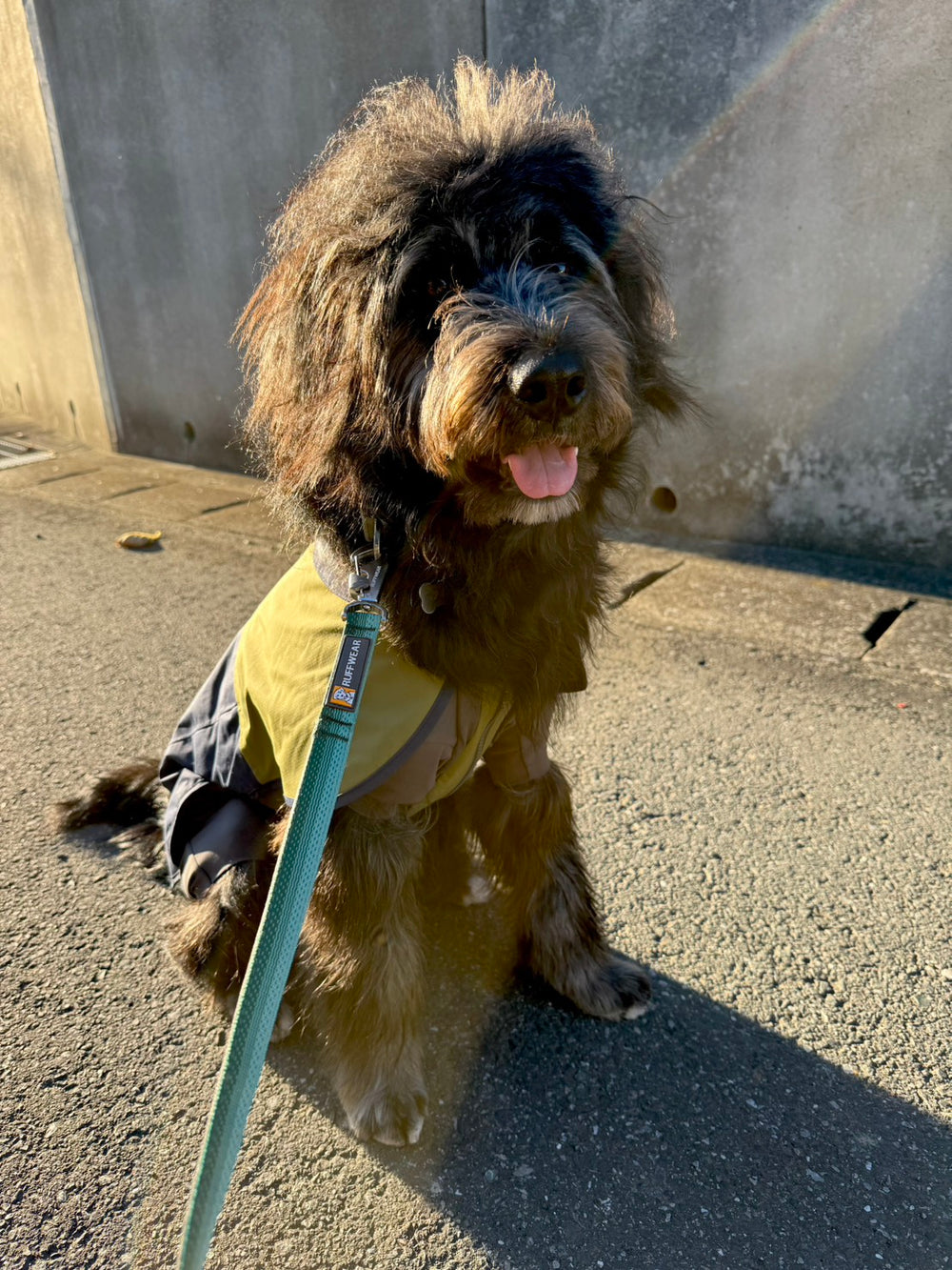 【着用レビュー】8ヶ月、18kgのミックス🐶アポロちゃん🦴サンシャワーカバーオール