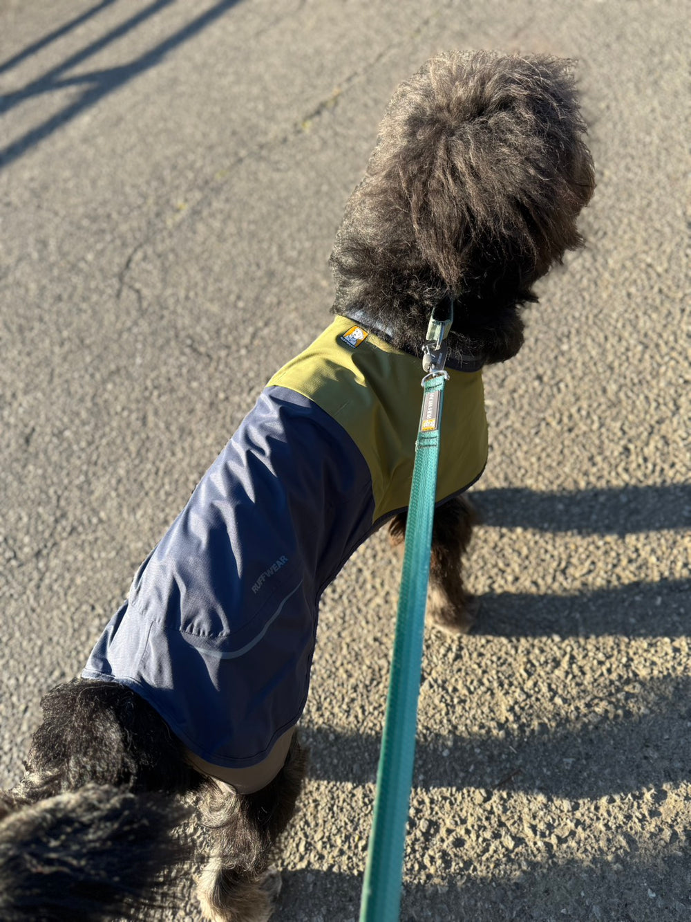 【着用レビュー】8ヶ月、18kgのミックス🐶アポロちゃん🦴サンシャワーカバーオール