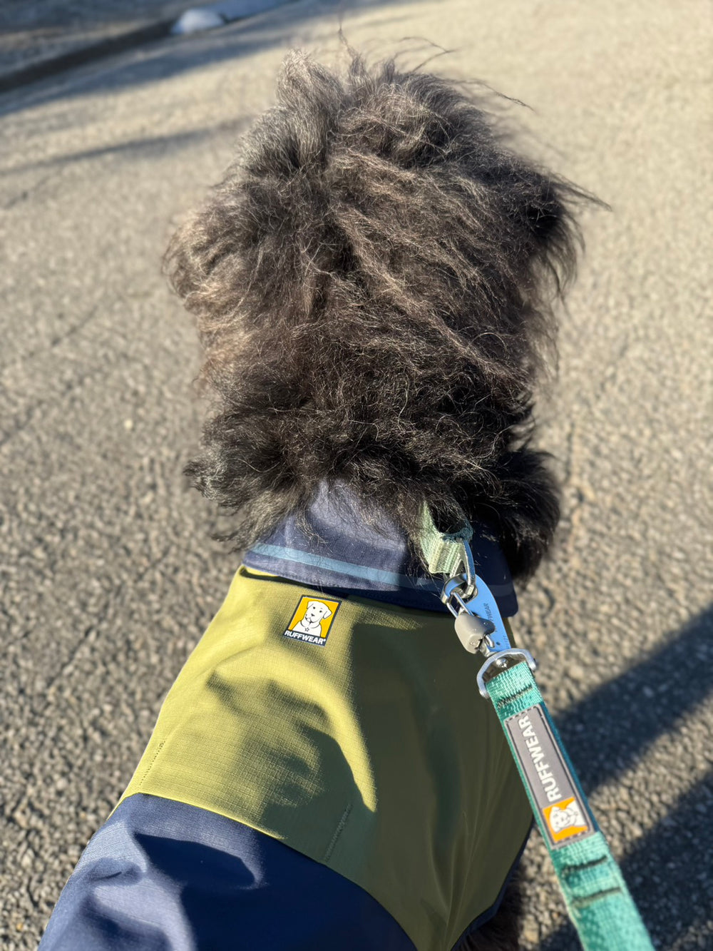 【着用レビュー】8ヶ月、18kgのミックス🐶アポロちゃん🦴サンシャワーカバーオール