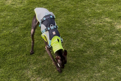 5.6kg 男の子 ぷるくん | イタリアングレーハウンド🐶フラッグラインハーネス