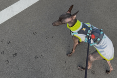 5.6kg 男の子 ぷるくん | イタリアングレーハウンド🐶フラッグラインハーネス