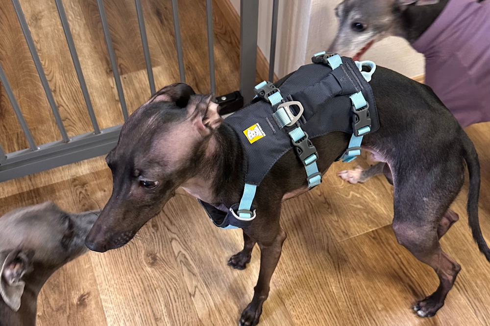 5.6kg 男の子 ぷるくん | イタリアングレーハウンド🐶フラッグラインハーネス