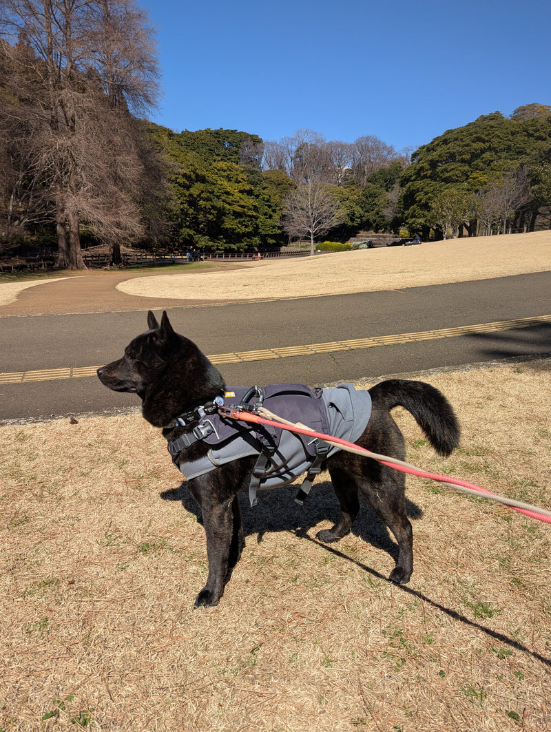 ウェブマスターハーネス | Ruffwear JAPAN
