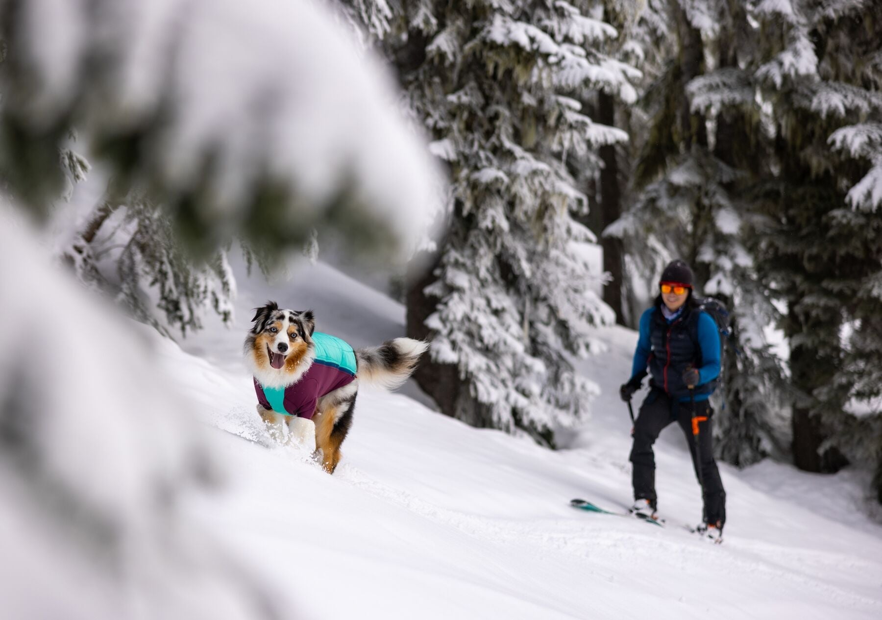Skiing With Dogs | Dog Gear For Winter Adventures | Ruffwear