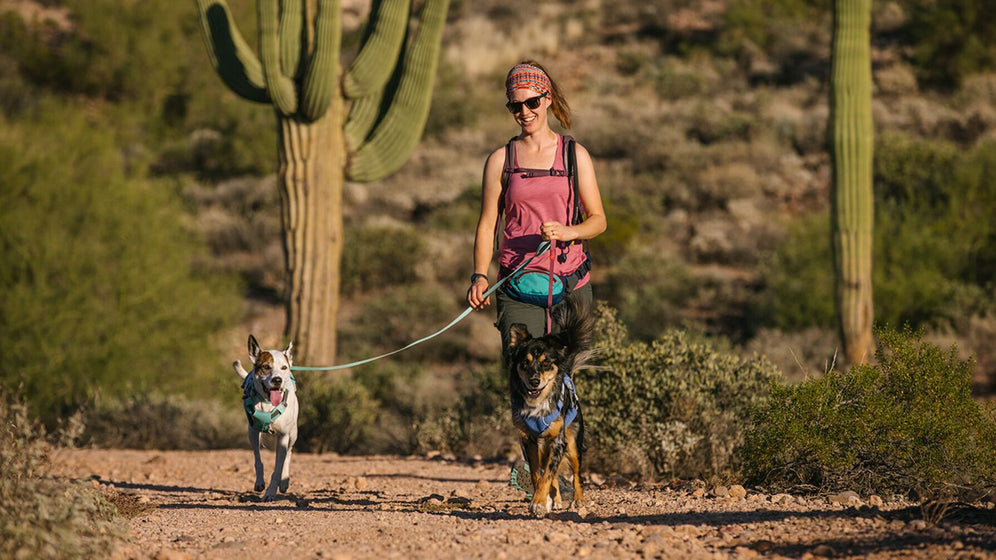 ハイ＆ライトリーシュについて Video Thumbnail