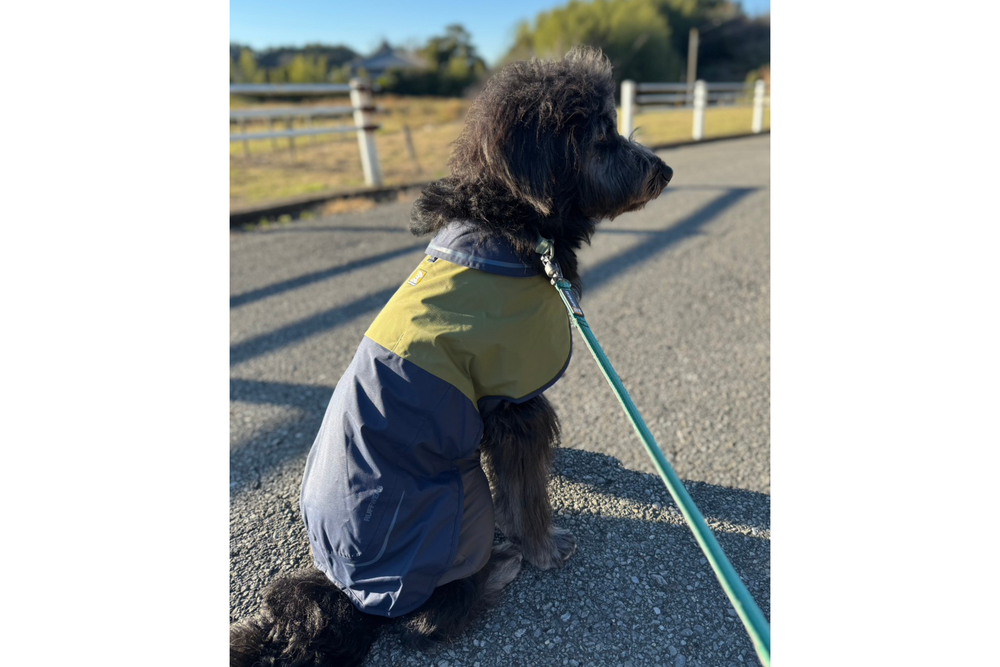 18kg 女の子 アポロちゃん | ミックス🐶サンシャワーカバーオール