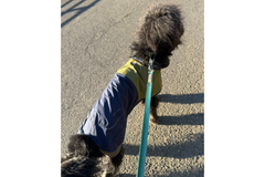 18kg 女の子 アポロちゃん | ミックス🐶サンシャワーカバーオール