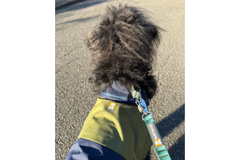 18kg 女の子 アポロちゃん | ミックス🐶サンシャワーカバーオール