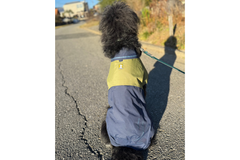 18kg 女の子 アポロちゃん | ミックス🐶サンシャワーカバーオール