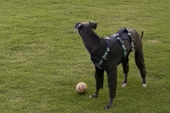 6.5kg 男の子 がぶくん | イタリアングレーハウンド🐶フラッグラインハーネス