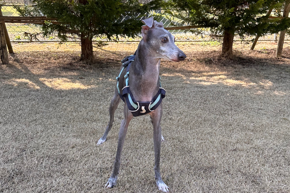 7.6kg 男の子 ぺろくん | イタリアングレーハウンド🐶フラッグラインハーネス