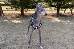 7.6kg 男の子 ぺろくん | イタリアングレーハウンド🐶フラッグラインハーネス