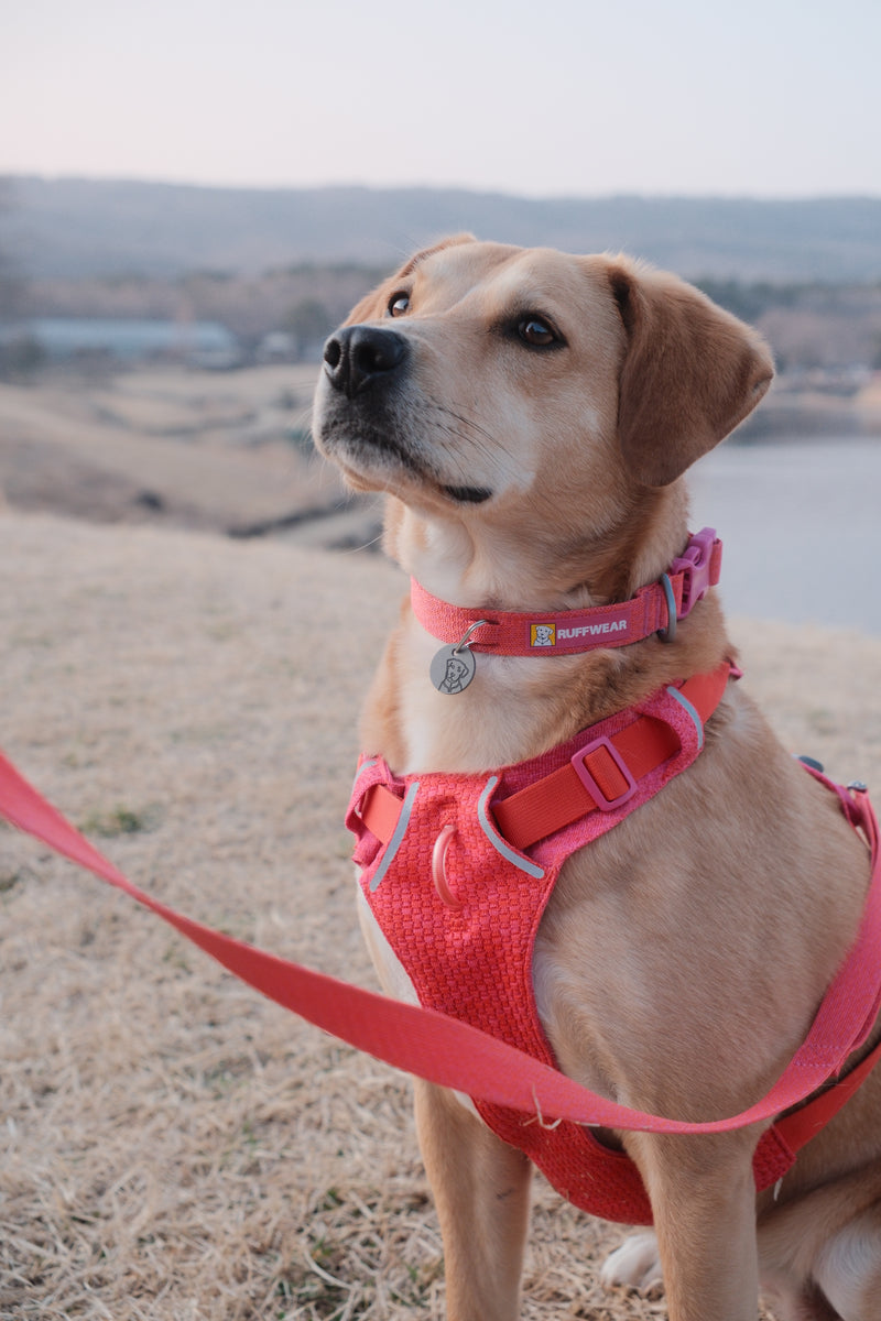 フロントレンジフレックスハーネス | Ruffwear JAPAN