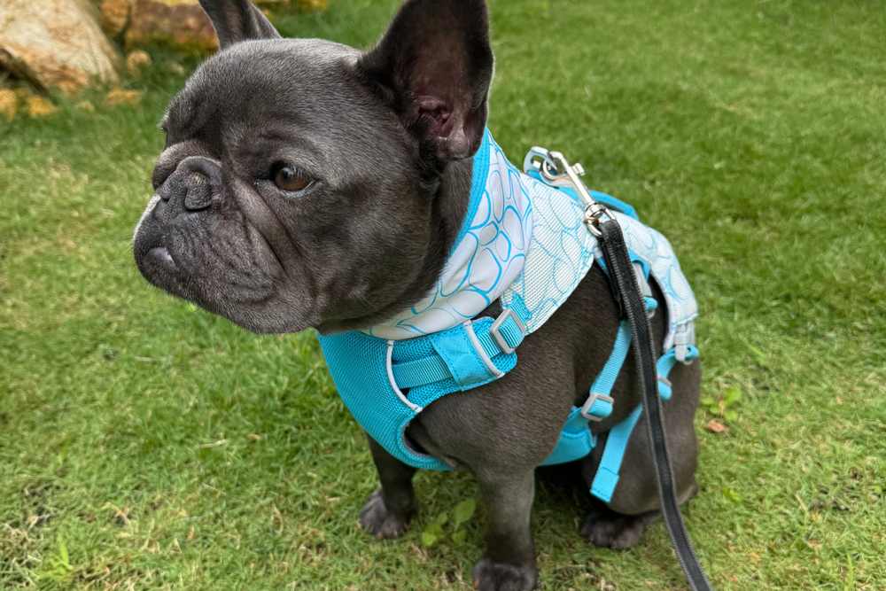 8.3kg 女の子 ナナちゃん | フレンチブルドッグ🐶スワンプクーラードッグハーネス