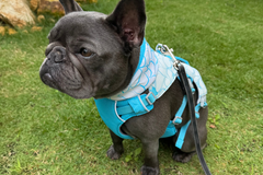 8.3kg 女の子 ナナちゃん | フレンチブルドッグ🐶スワンプクーラードッグハーネス