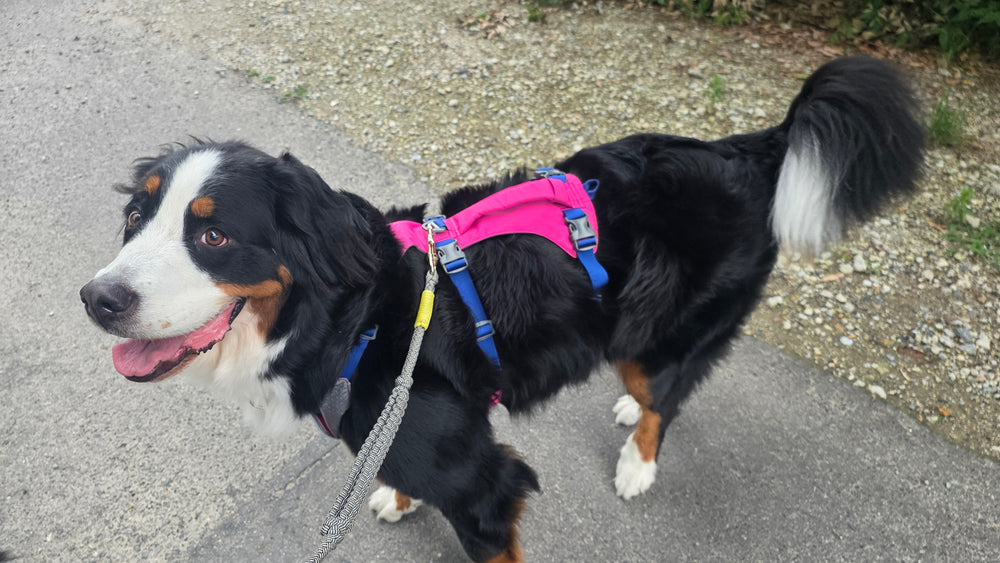 36.0kg 女の子 バナナちゃん | バーニーズマウンテンドッグ🐶フラッグラインハーネス
